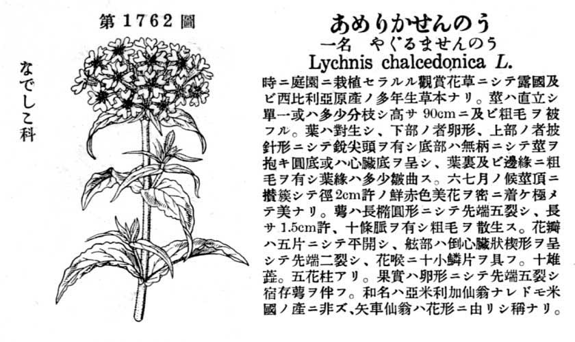 植物図鑑