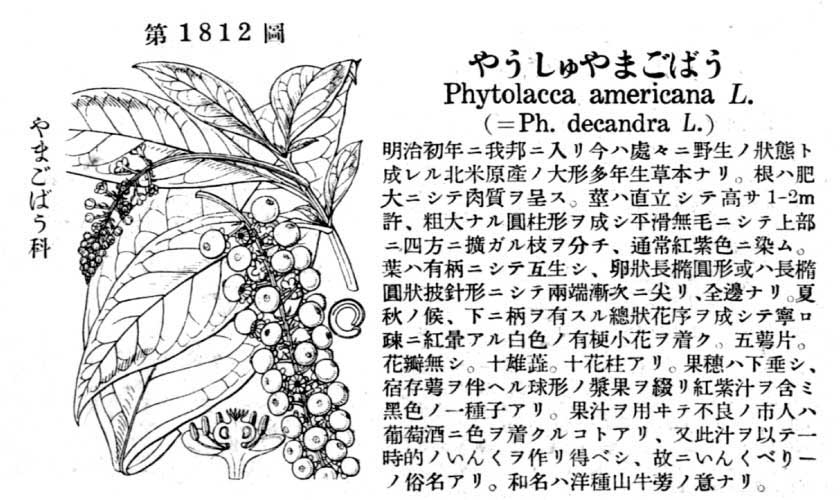 植物図鑑