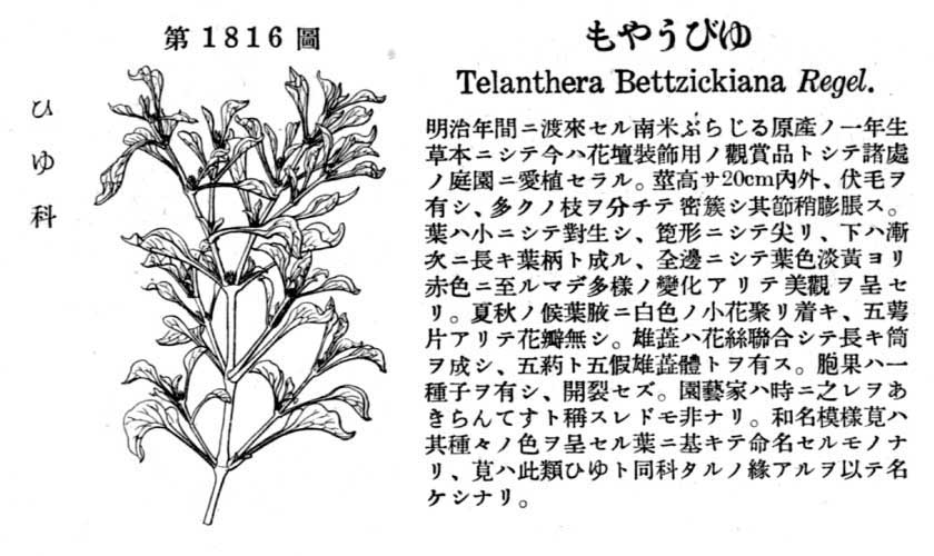 植物図鑑