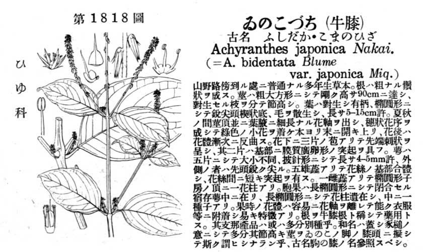 植物図鑑