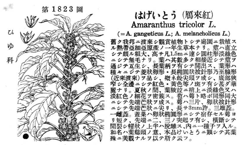 植物図鑑