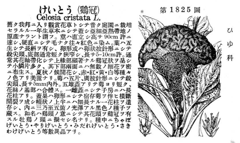 植物図鑑