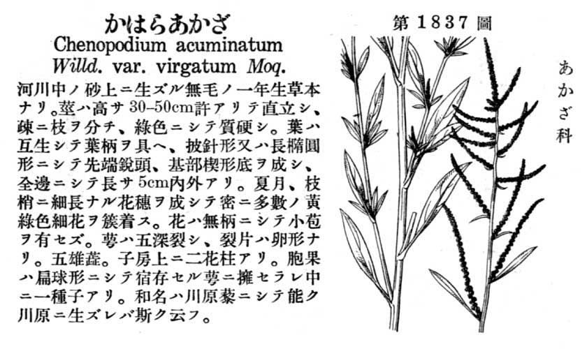 植物図鑑