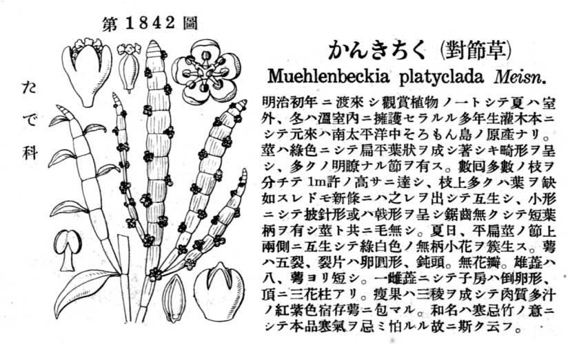 植物図鑑