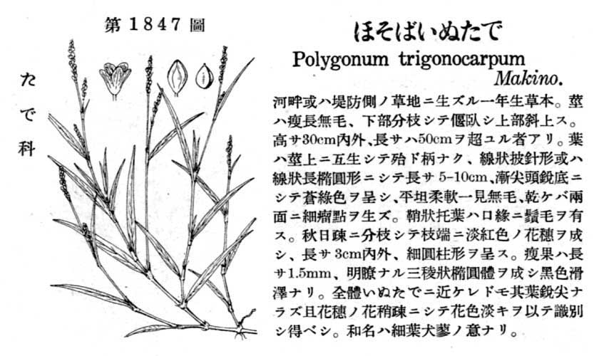 植物図鑑