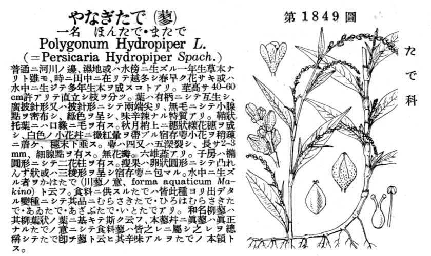 植物図鑑