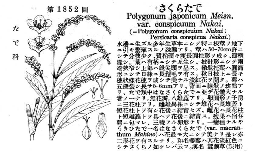 植物図鑑