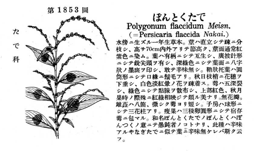 植物図鑑