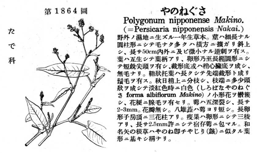 植物図鑑