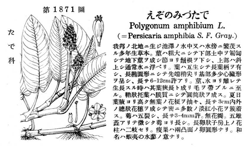 植物図鑑