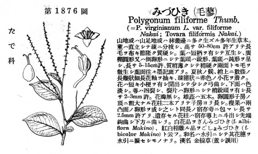 植物図鑑