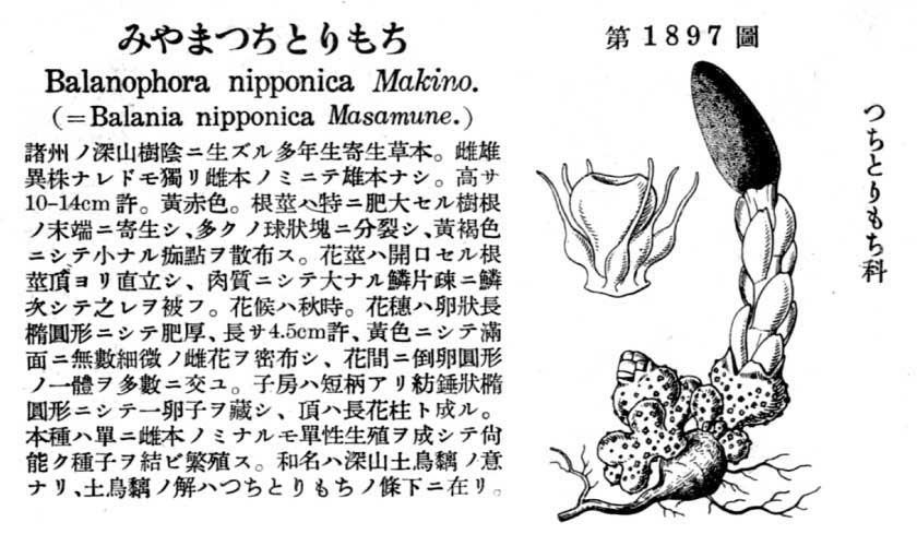 植物図鑑