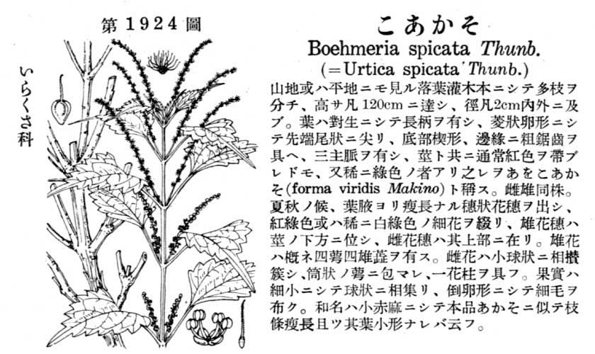 植物図鑑