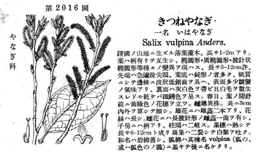 植物図鑑