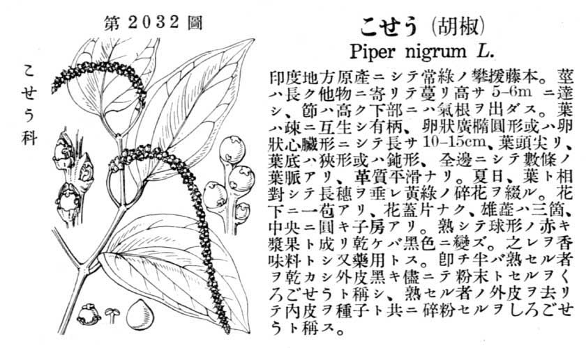 兵庫県産植物図譜 上下巻 植物誌 植物図鑑 植物分類学 らんまん 山野草 