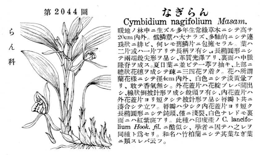 植物図鑑