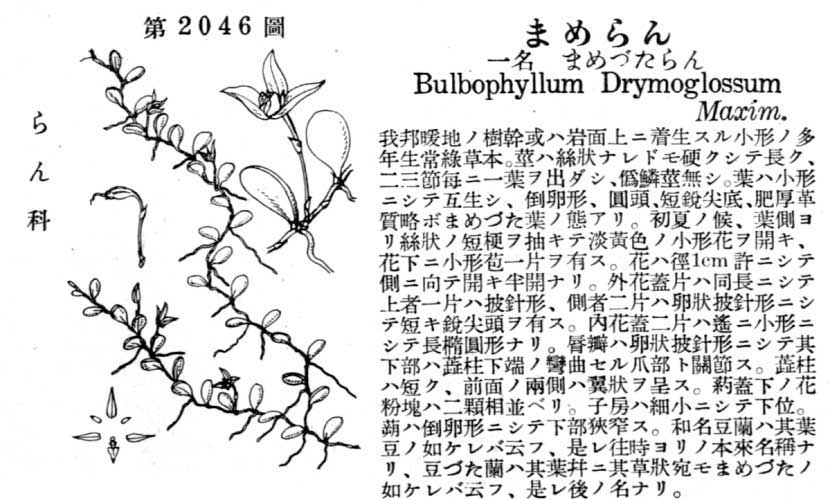 植物図鑑