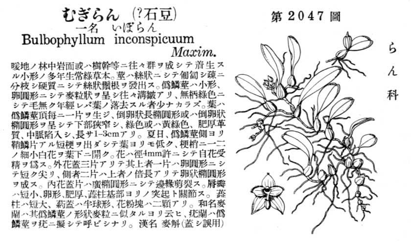 植物図鑑