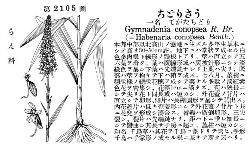 植物図鑑