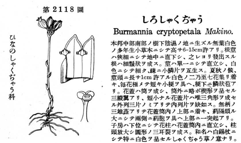 植物図鑑