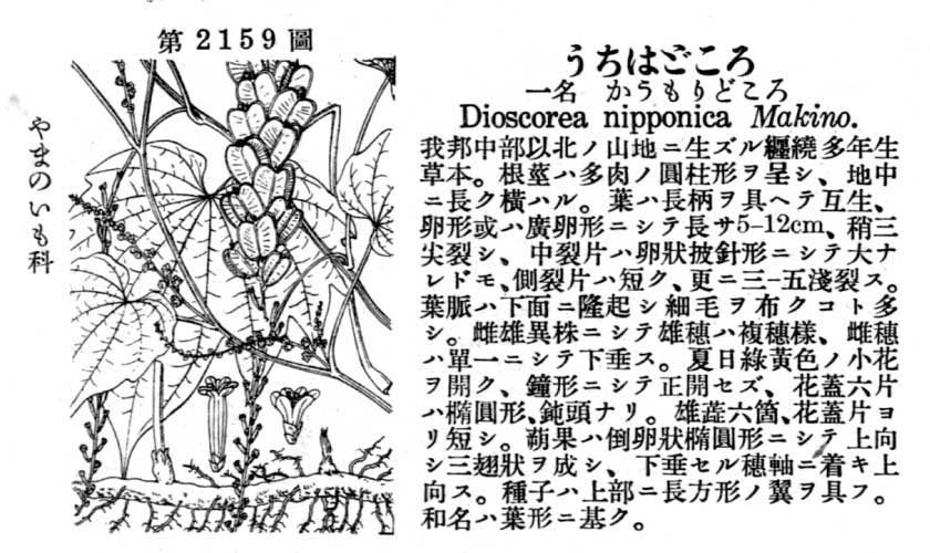 植物図鑑