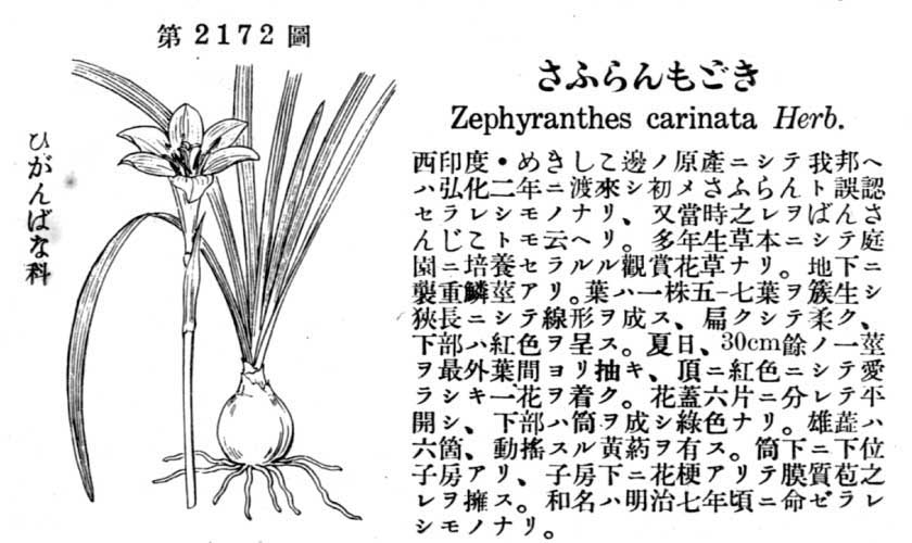 植物図鑑