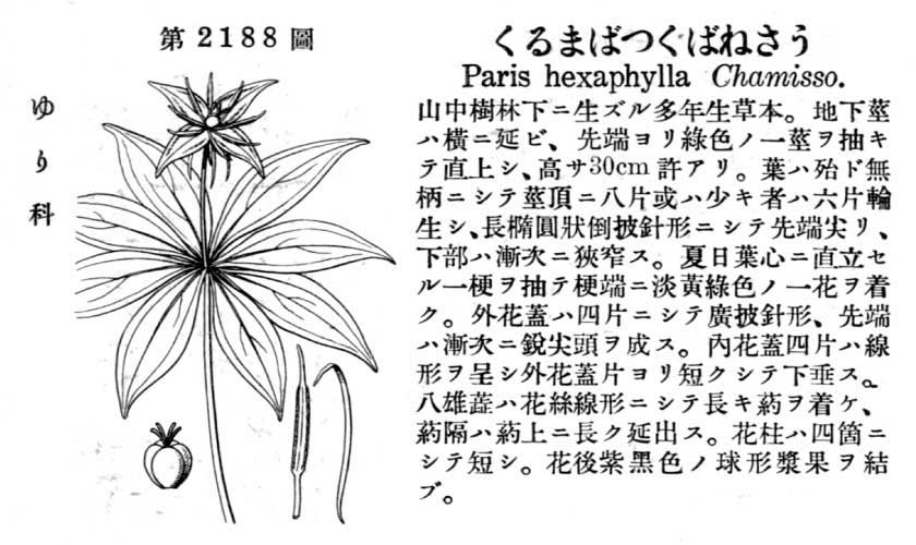 植物図鑑