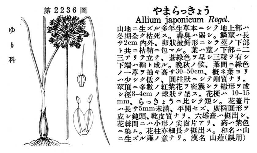 植物図鑑