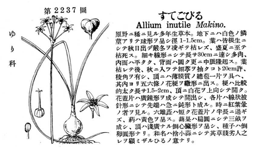 植物図鑑