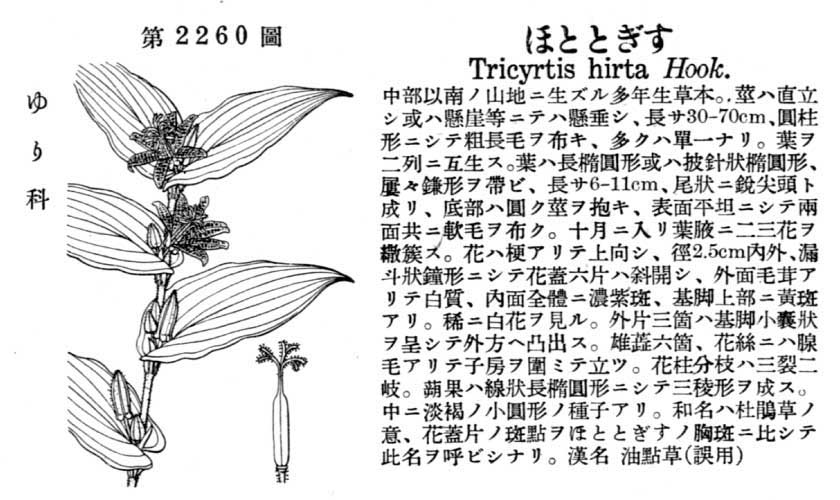 植物図鑑