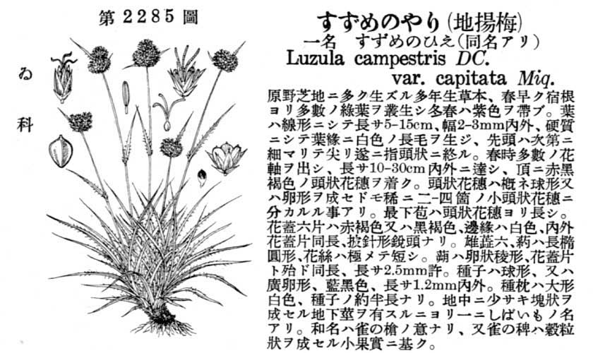 植物図鑑