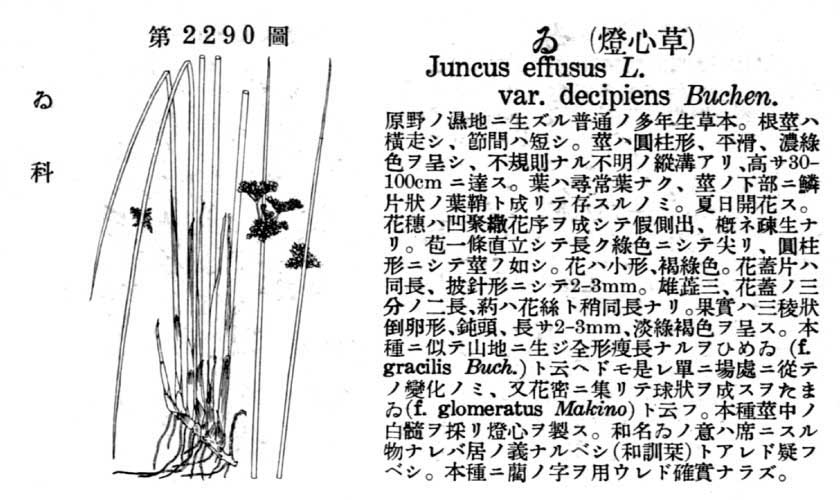 植物図鑑