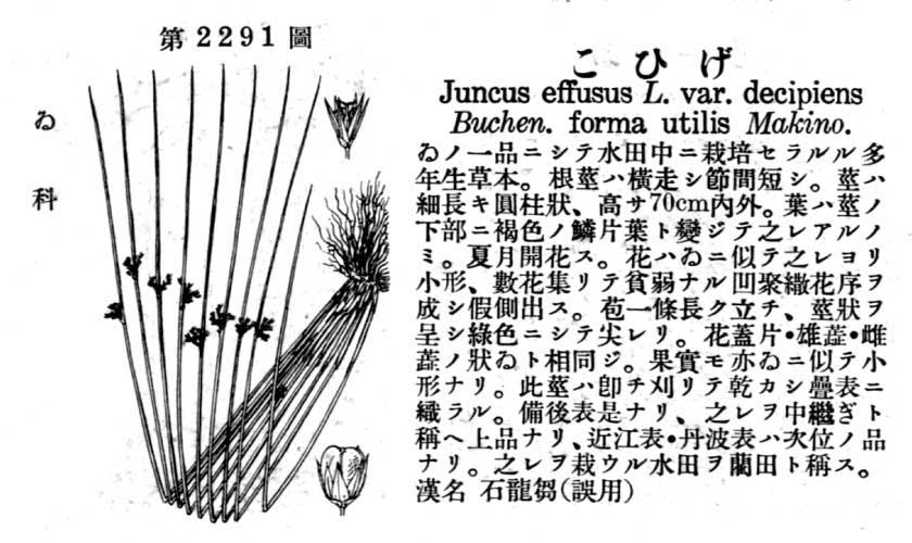 植物図鑑