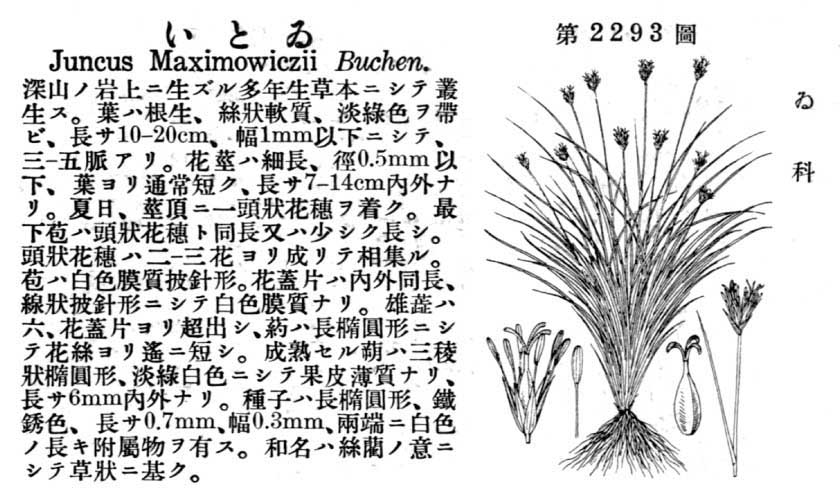 植物図鑑