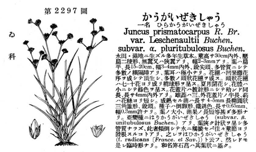 植物図鑑