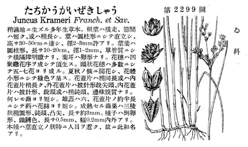 植物図鑑