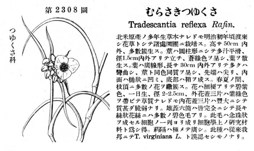 植物図鑑