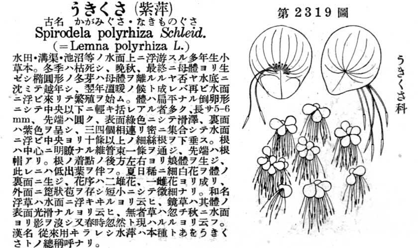 植物図鑑