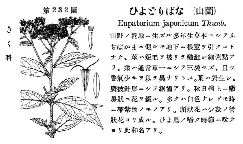 植物図鑑