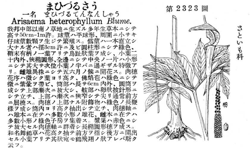 植物図鑑