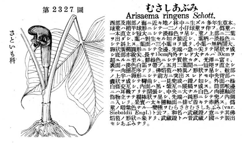 植物図鑑