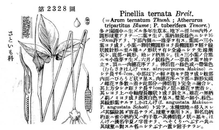 植物図鑑