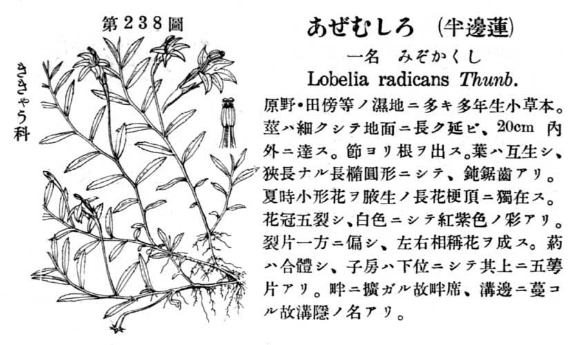 植物図鑑