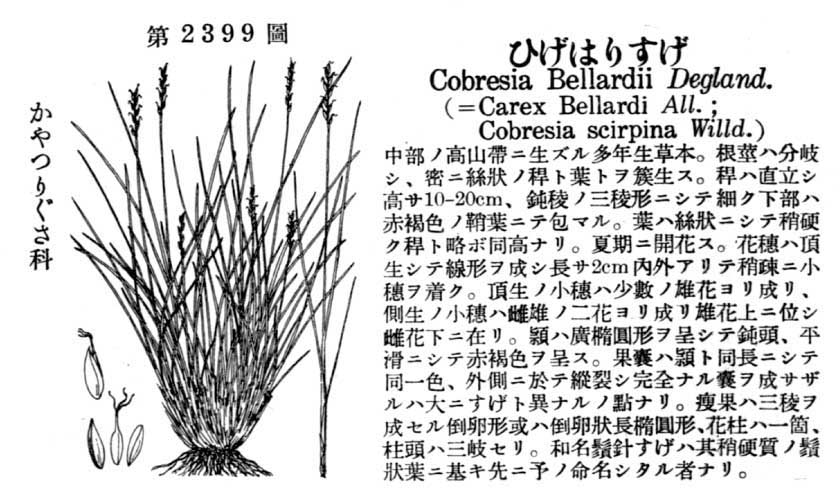 植物図鑑