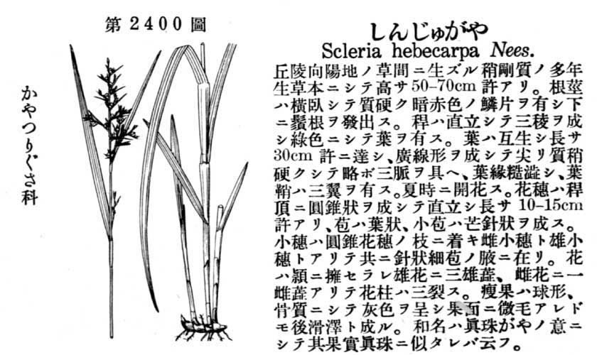 植物図鑑