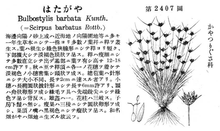 植物図鑑