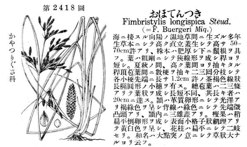 植物図鑑