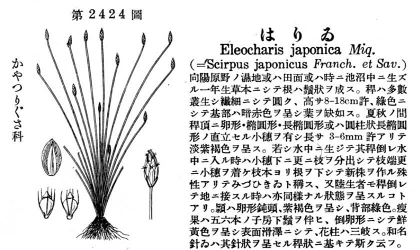 植物図鑑