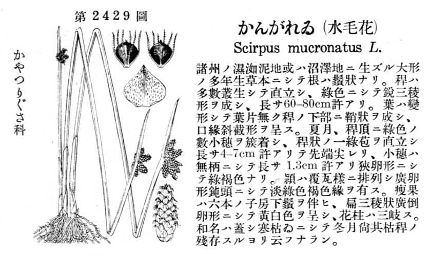 植物図鑑