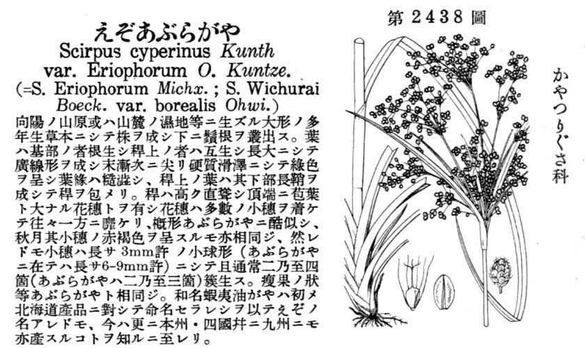 植物図鑑